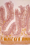 Vellosidad intestinal. Mucosa, submucosa, muscular. T Spe. Pan.