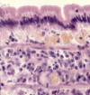 Epitelio cilndrico con microvellosidades. Intestino.