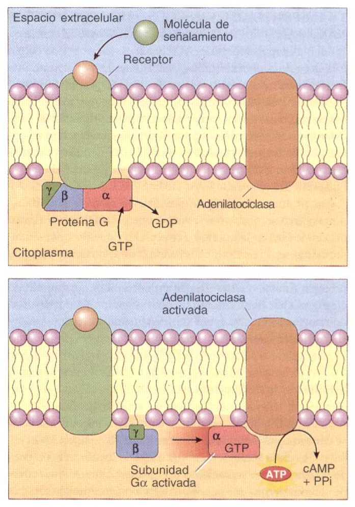 click para aumentar